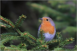 <p>ČERVENKA OBECNÁ (Erithacus rubecula)</p>